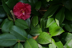 手持ちHDR