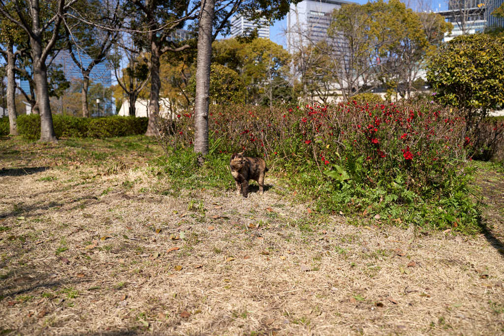 DSC05252