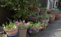 全然このレンズでいいけどな