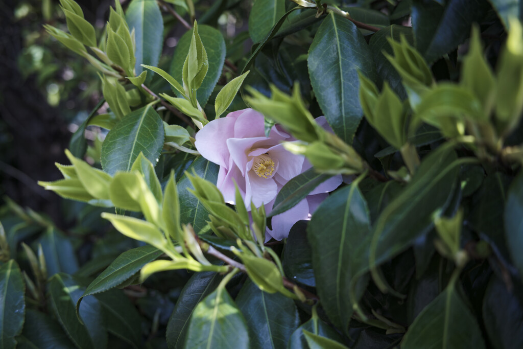 _7R32540_DxO