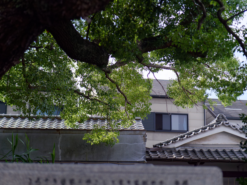 P1060864_DxO