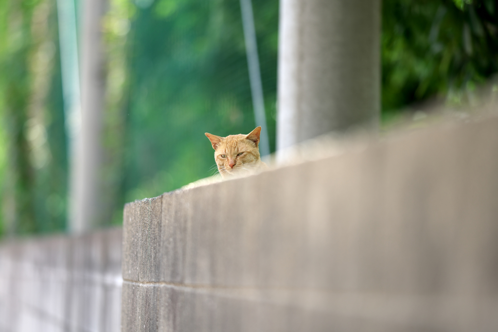 家政婦は見た