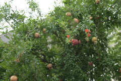 _A7C4307_DxO