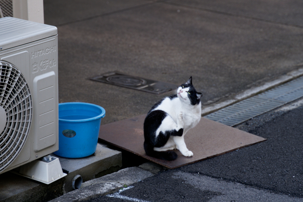 鉄板猫