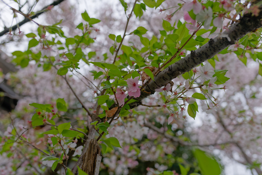 曇天の桜　テスト撮影