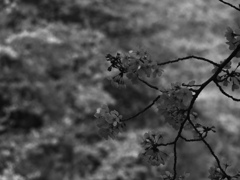 _G9P4487_DxO