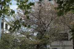 _1010501_DxO