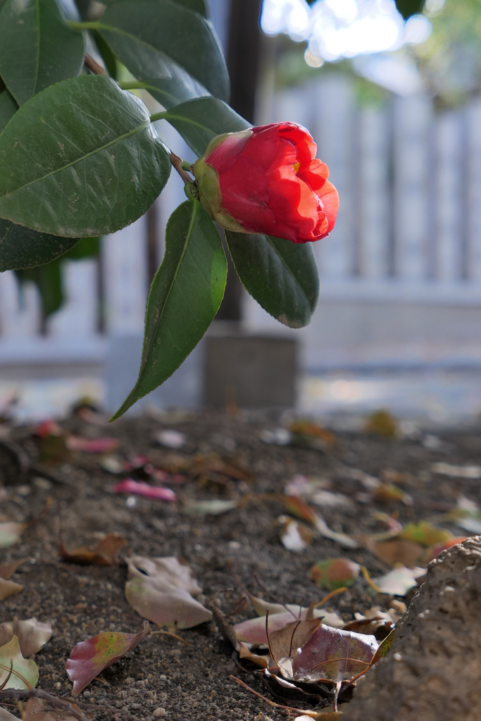 P1000260_DxO