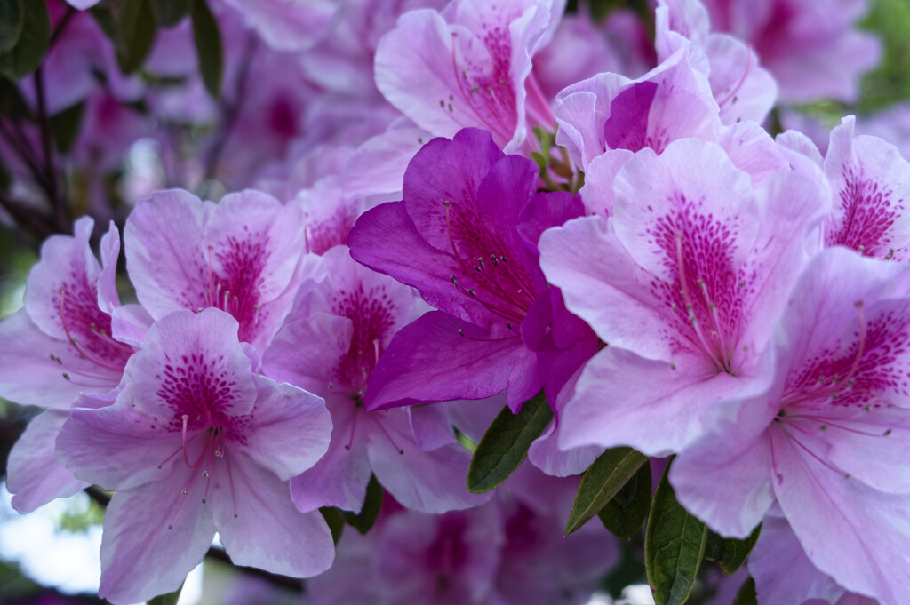 _DSC3116_DxO