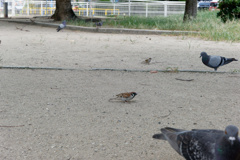 いつもの公園