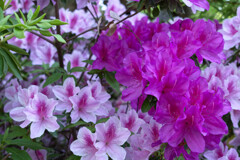 _DSC3120_DxO