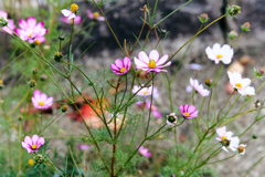 DSC00179