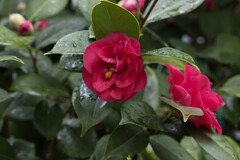 _1010459_DxO