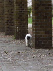 さくら猫