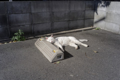 昼寝ネコ写真大賞