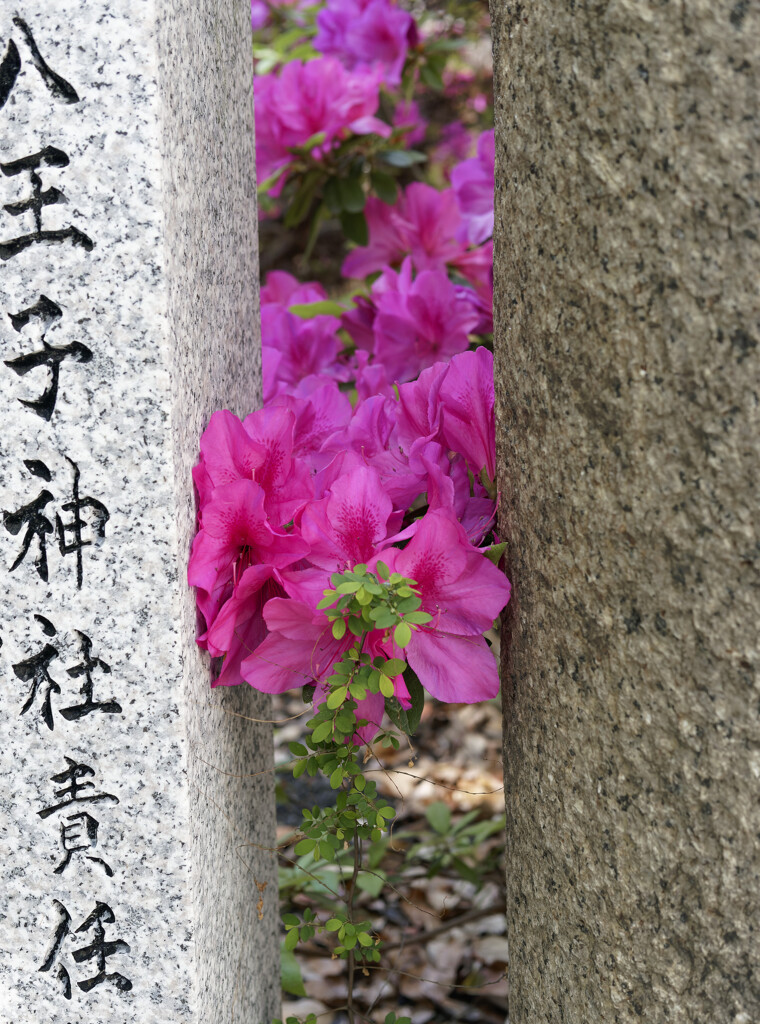 _1040410_DxO