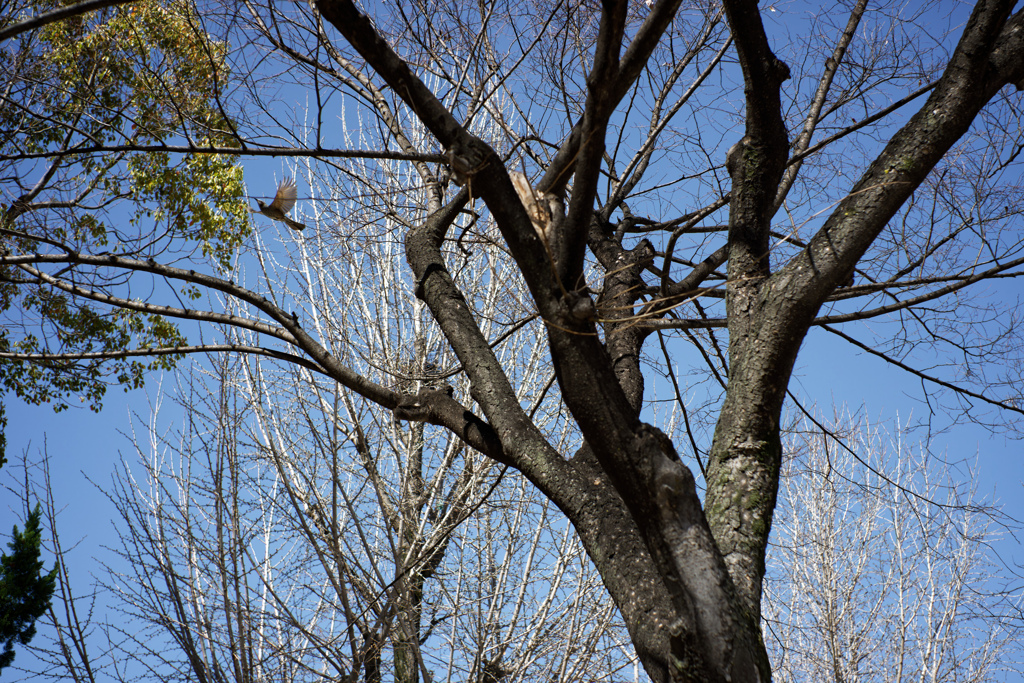 DSC01719_DxO