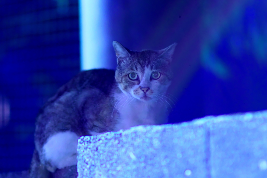 夜散歩