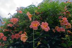 A7C00004_DxO