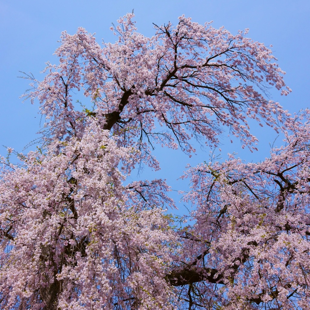 枝垂れ桜