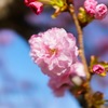 八重桜