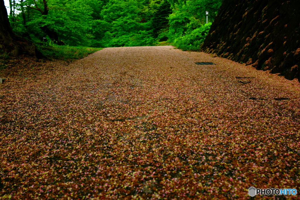 桜坂...なんてね。