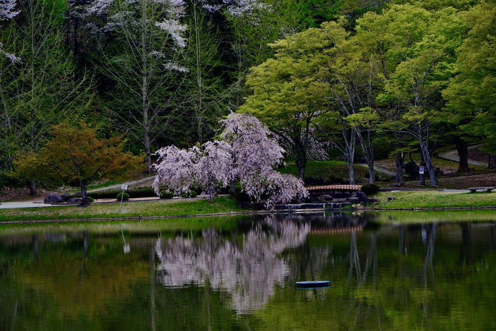 枝垂れ桜