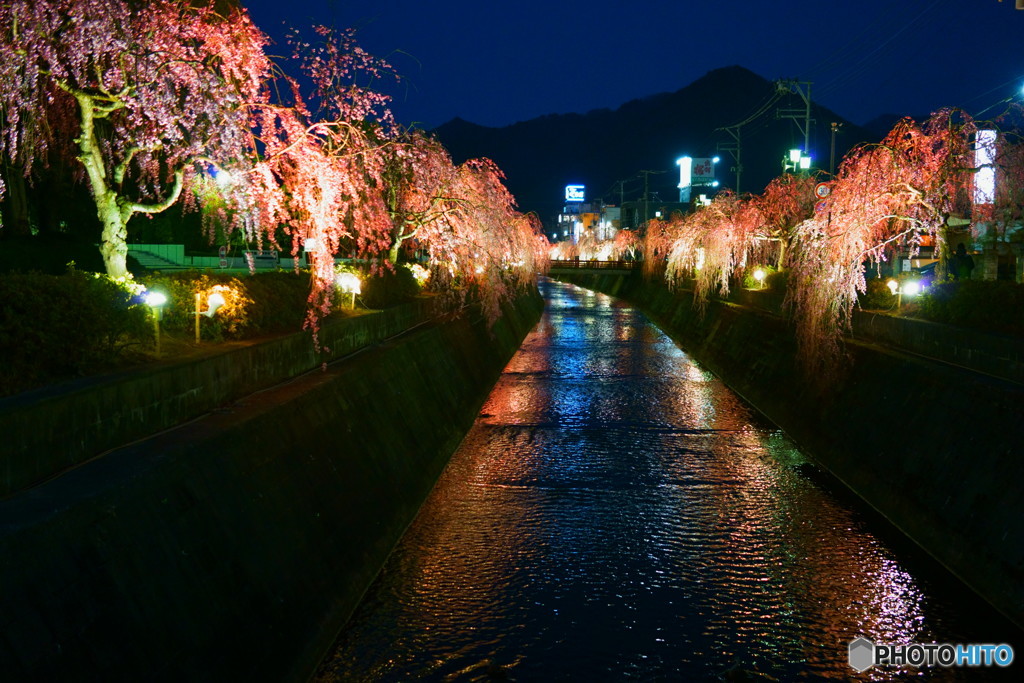 倉津川　枝垂桜