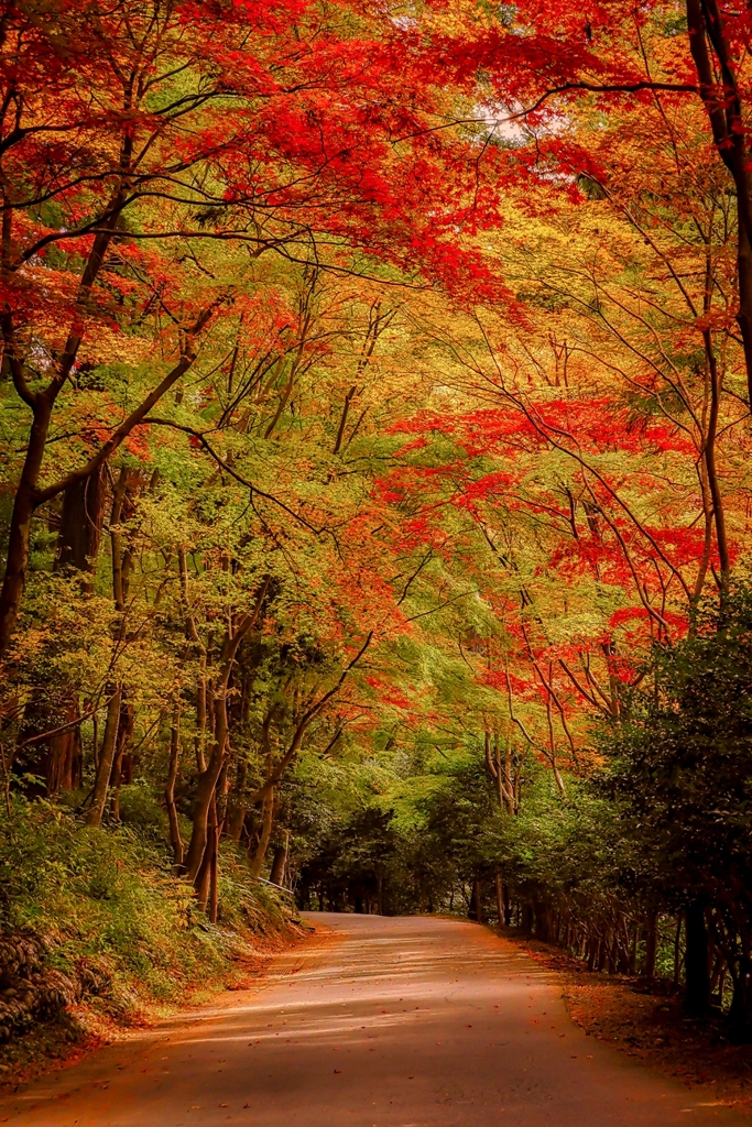 秋の路