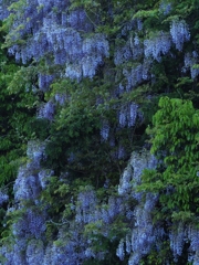 野藤