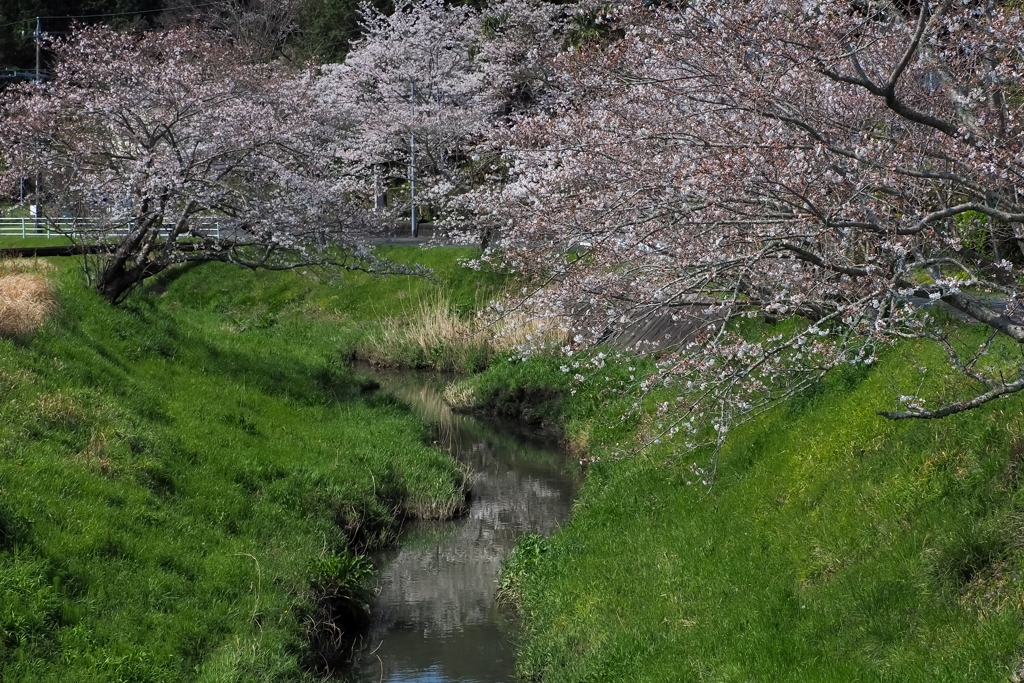 春の小川