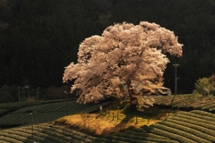 朝日浴びたみずめ桜