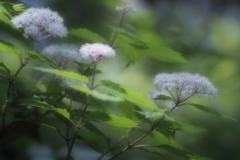 ひっそり咲く小紫陽花