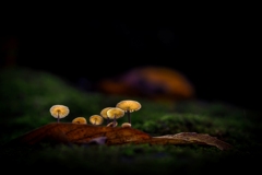 暗い森の中に佇む家族