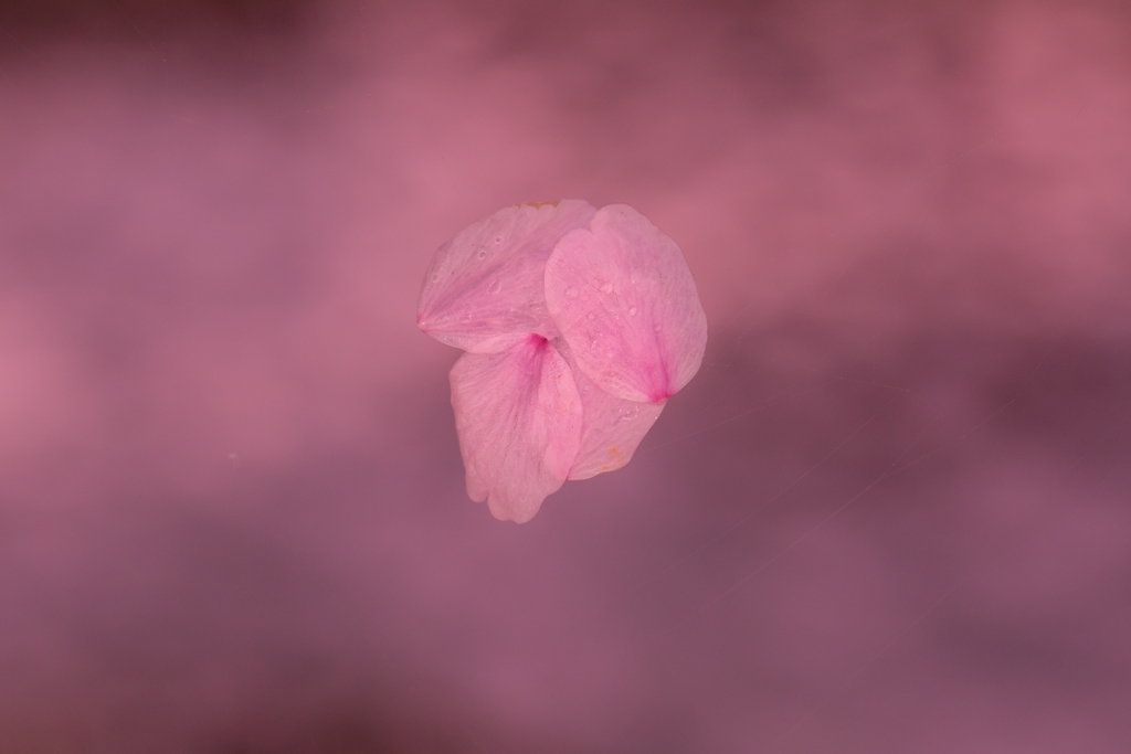 寄せ花びら