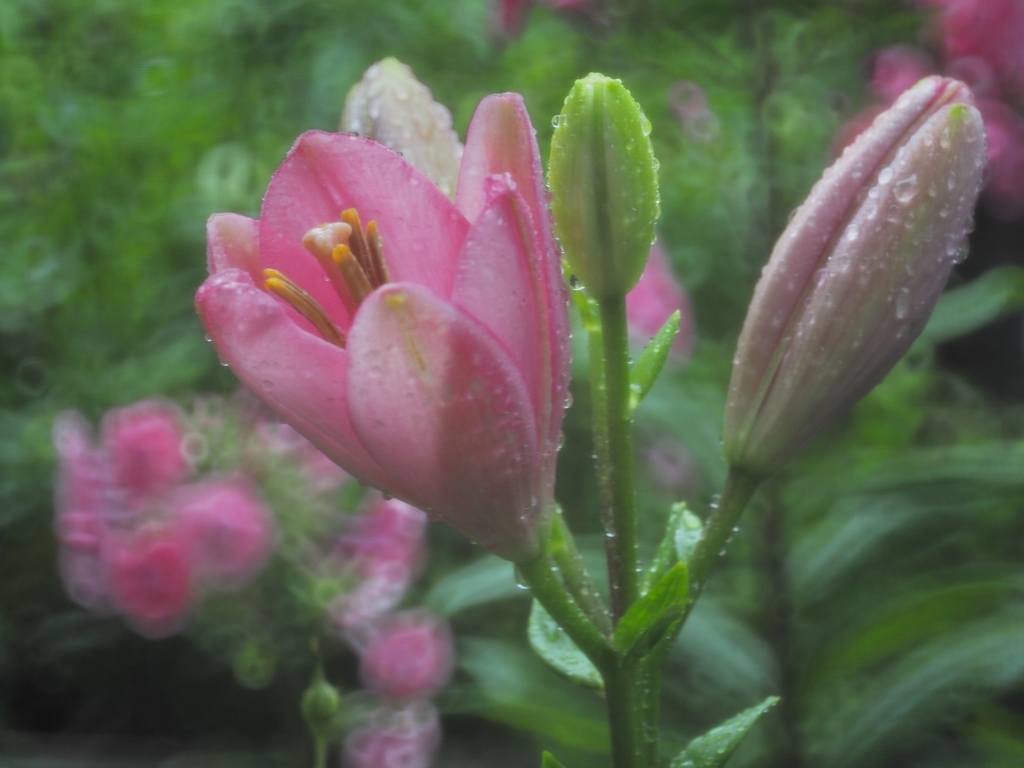 雨に開く花