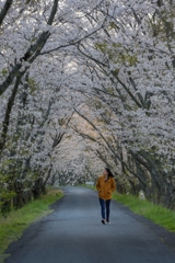 寂しい花見