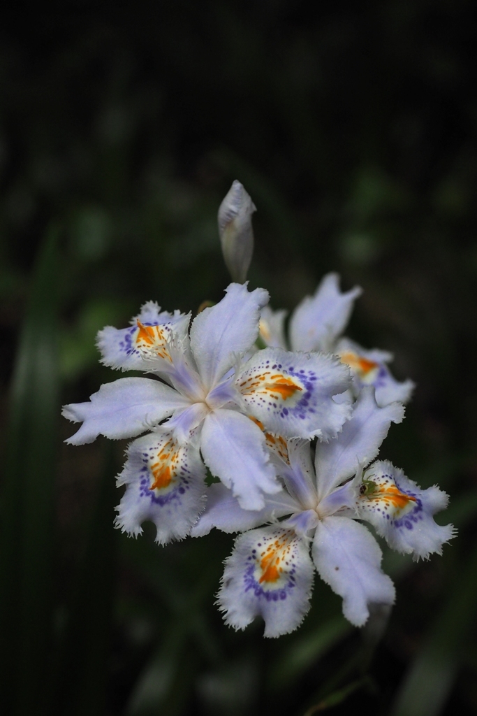 林に咲く花