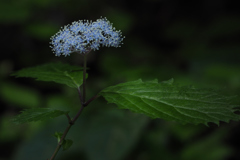 一輪の花