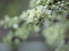 雨にうたれて