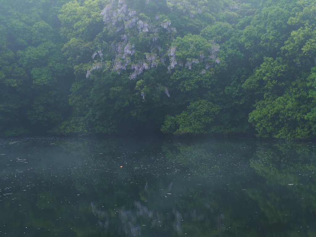 霞む藤花