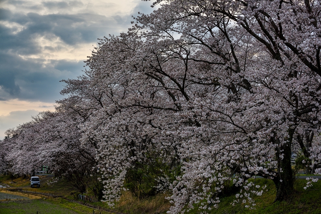 土手の桜