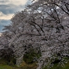 土手の桜