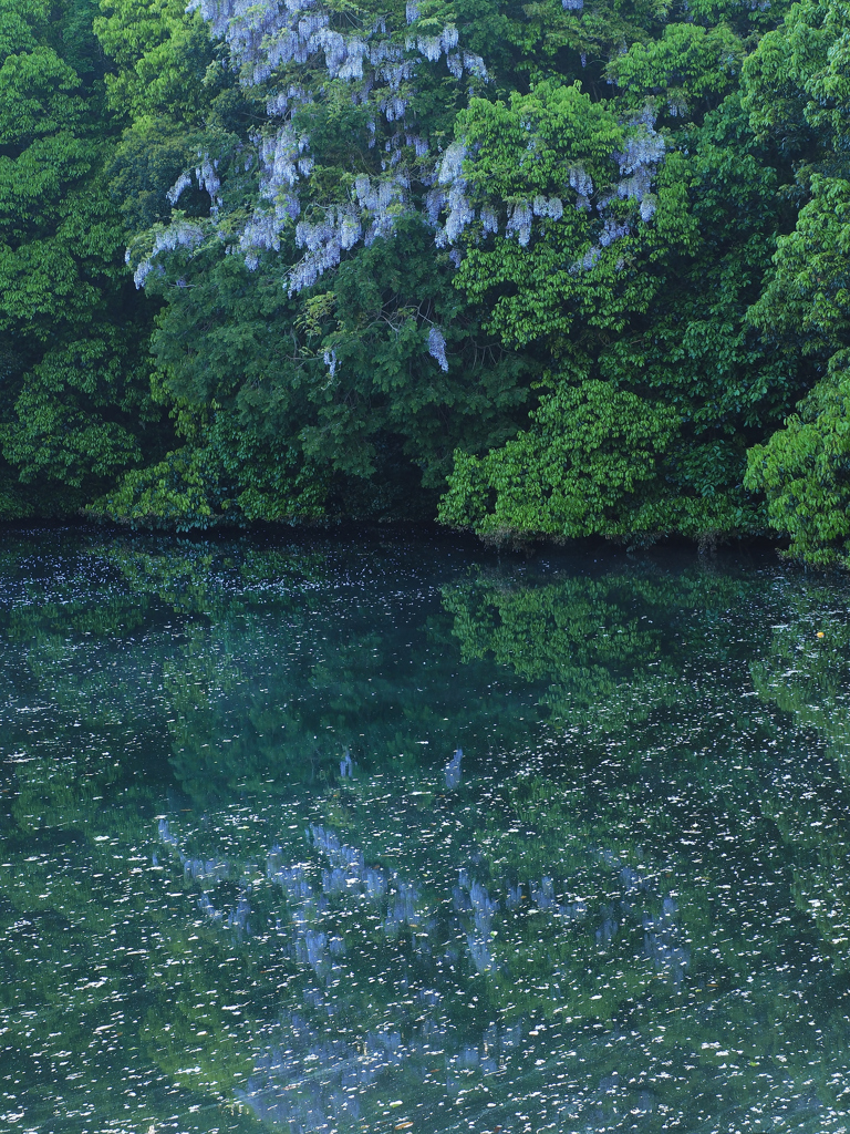 池に映える