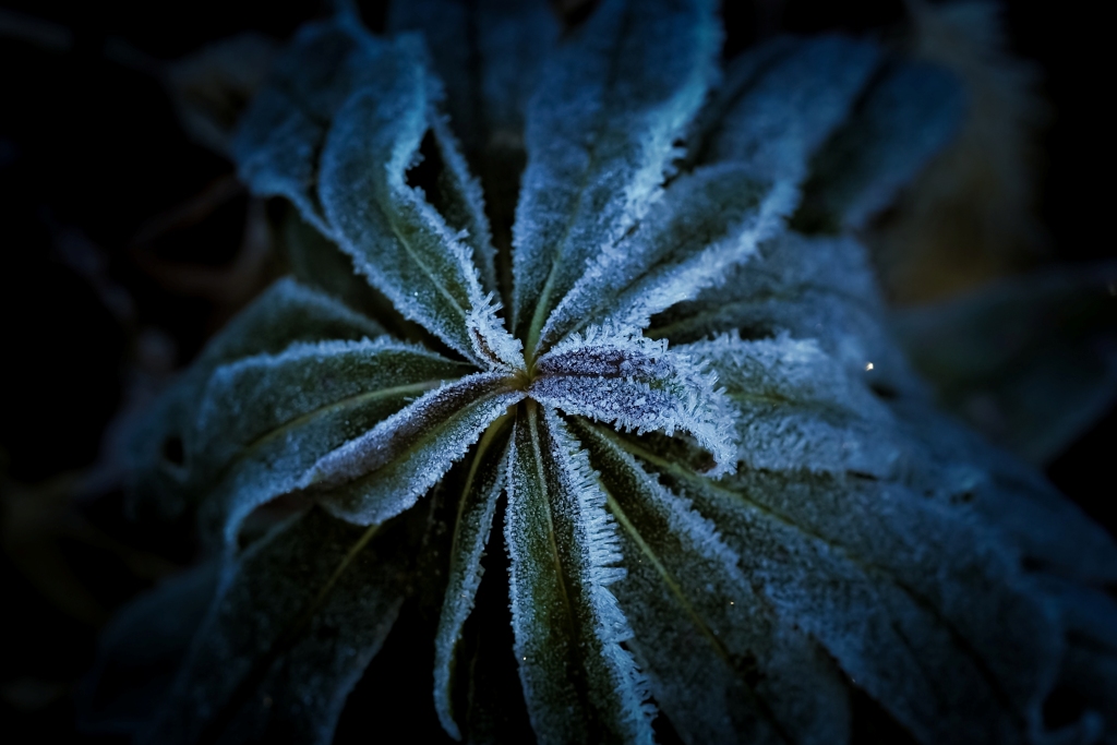 sugar leaf