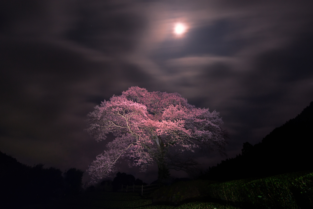 月夜桜