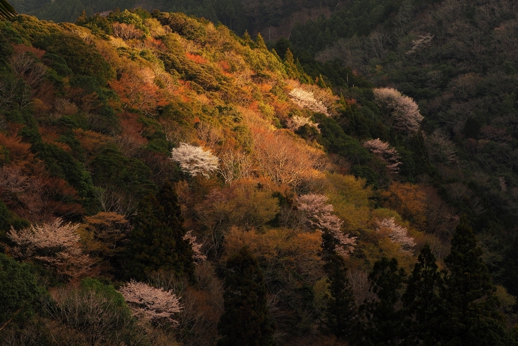 山に咲く