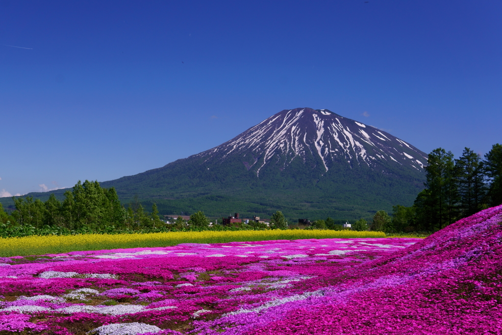 芝桜と羊蹄山