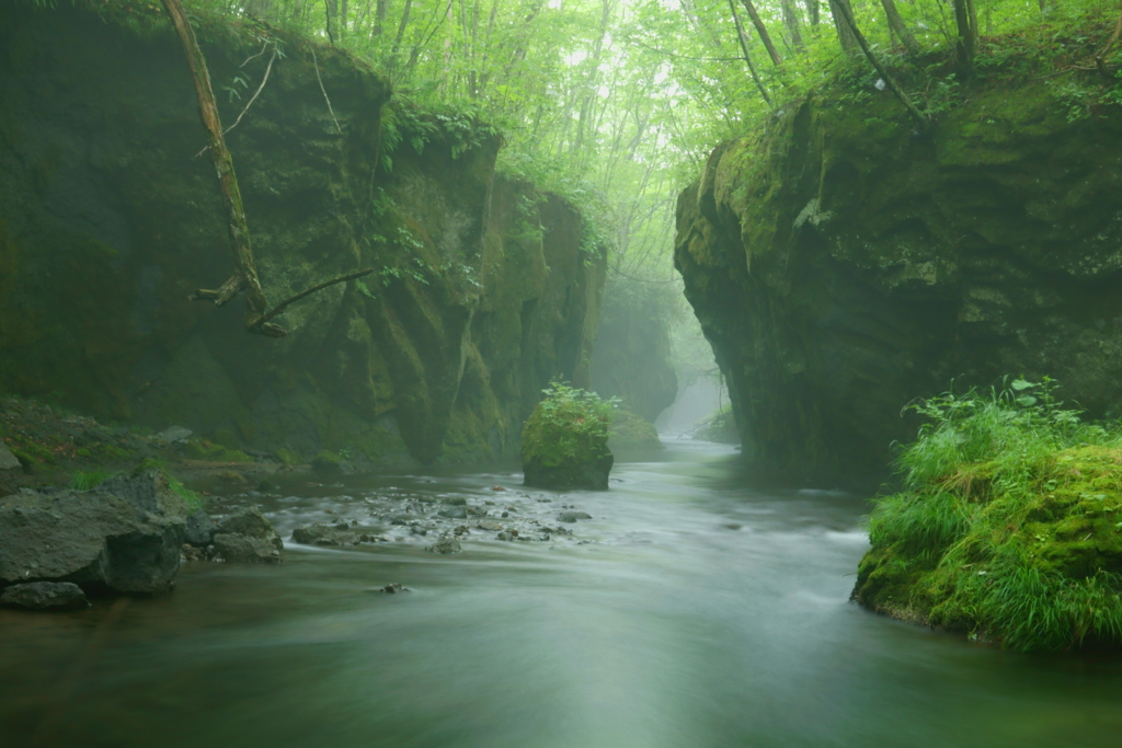 朝靄の苔