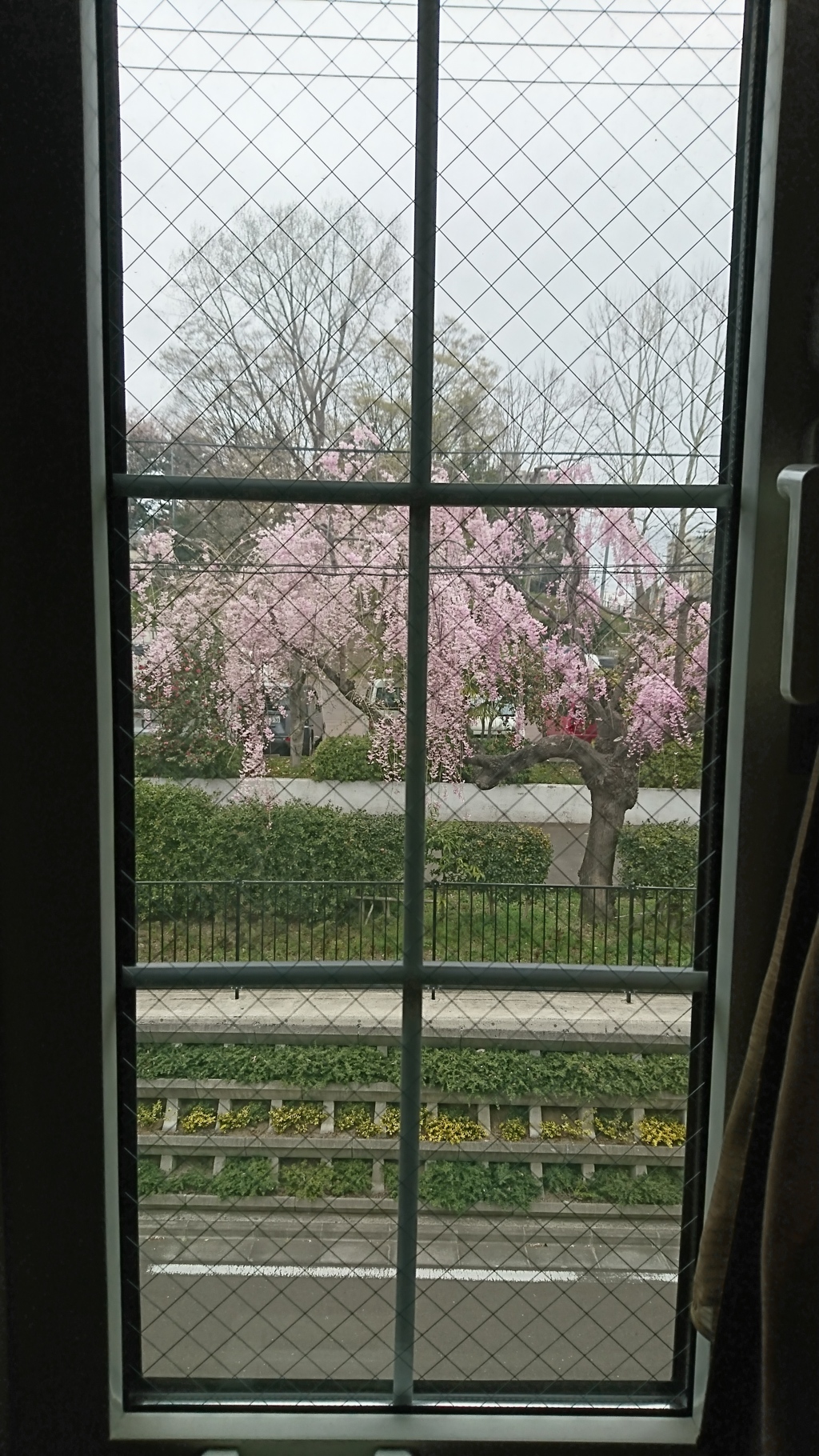 自室からのしだれ桜
